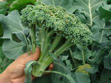 Fresh Broccoli In Farmer Hand