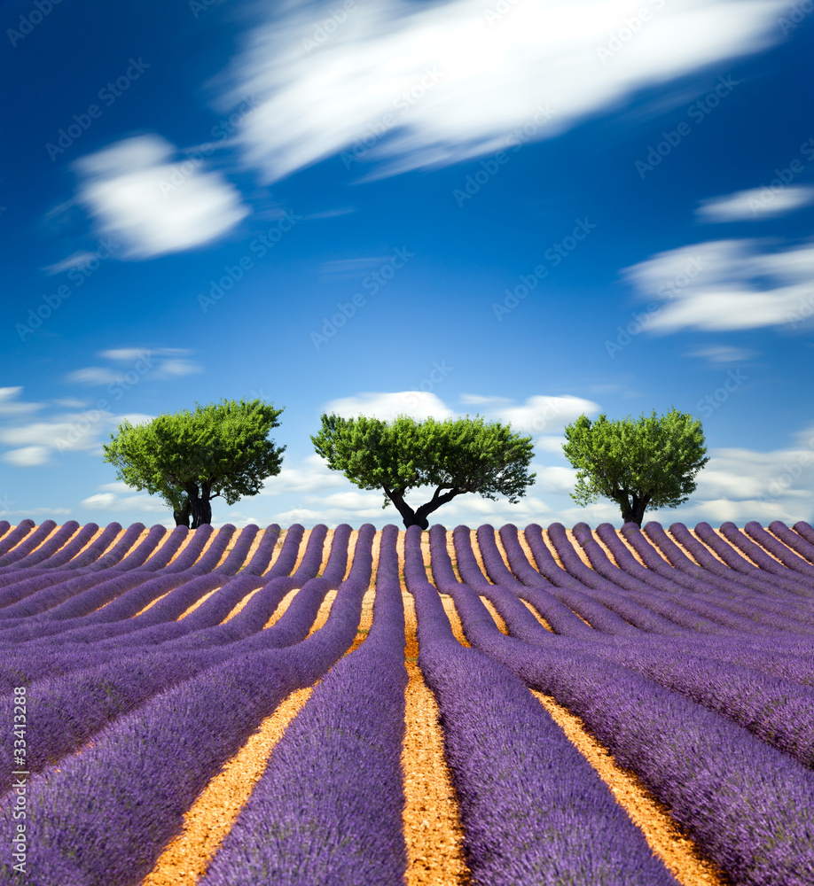 Lavande Provence France / lavender field in Provence, France