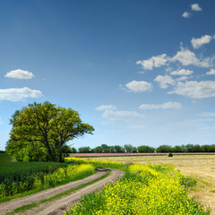 Poster - Country road