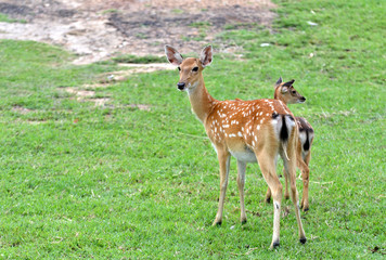 Wall Mural - sika deer