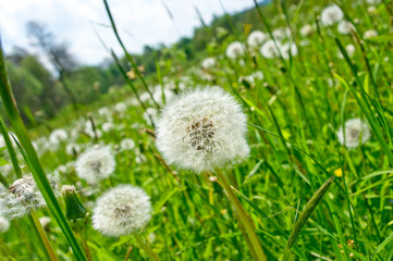 Sticker - Dandelions on the green meadow