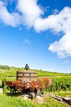 Vineyards Of Cote De Beaune Near Pommard, Burgundy, France