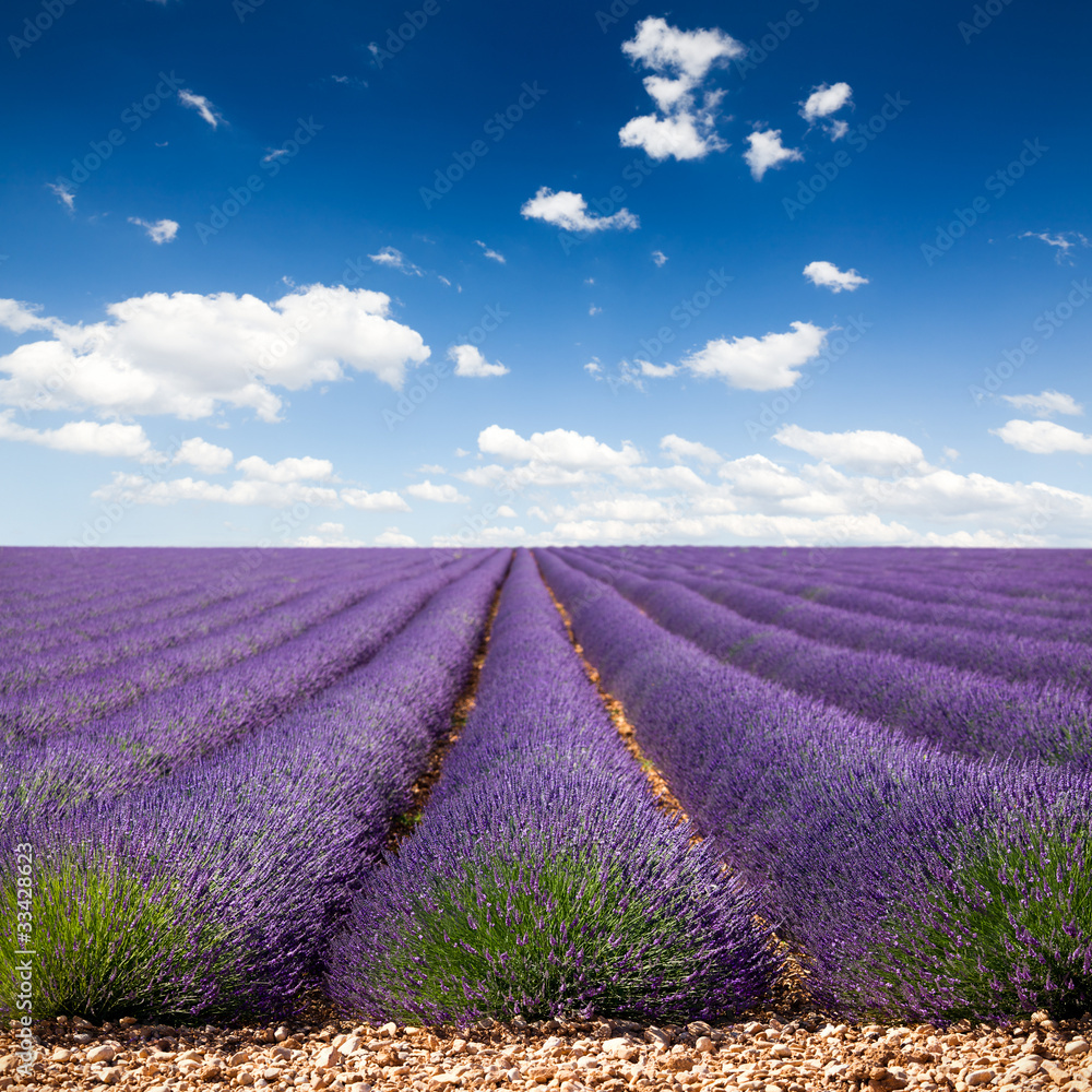 Lavande Provence France / lavender field in Provence, France