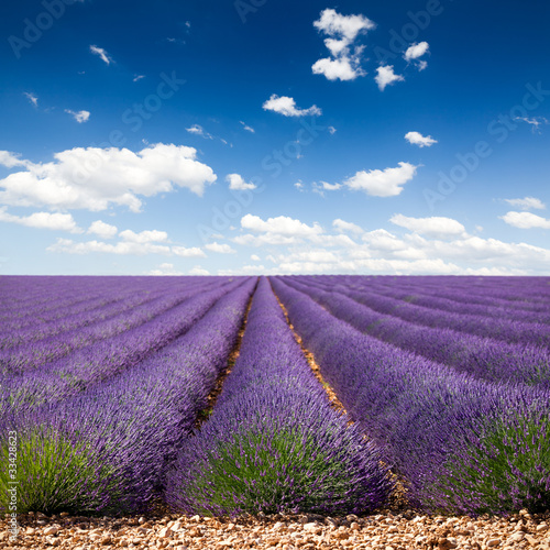 Plakat Provence France Lawenda / pole lawendy w Prowansji, Francja