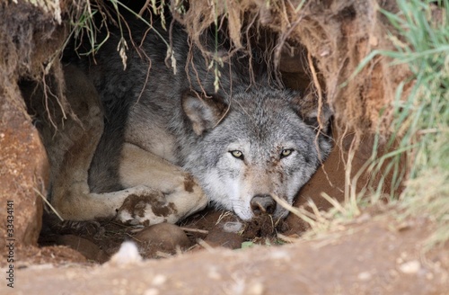 Plakat na papierze fotorealistycznym Loup