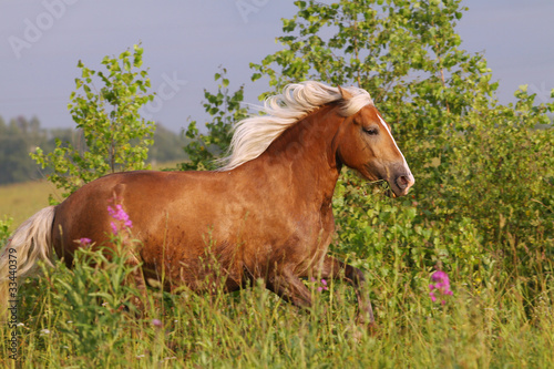 Tapeta ścienna Bieganie konia