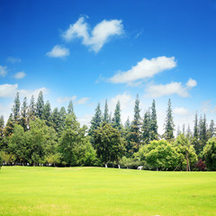 Wall Mural - grass field with blue sky