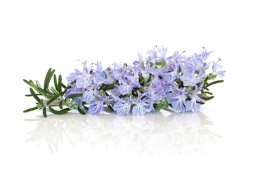 Sticker - Rosemary Herb Flower