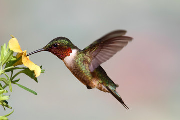 Sticker - Ruby-throated Hummingbird (archilochus colubris)