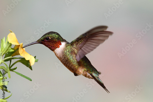 Plakat na papierze fotorealistycznym Rubinowy koliber (archilochus colubris)