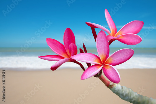 Nowoczesny obraz na płótnie Plumeria flowers on the beach