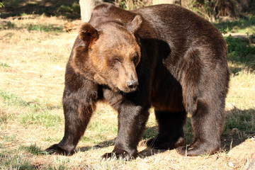 ours brun (ursus arctos)