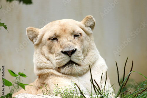 Board z aluminiowym obramowaniem Biały lew z południowej afryki (panthera leo krugeri)