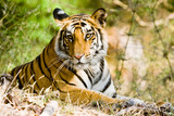 Fototapeta  - Bengal tiger in Bandhavgargh Park, India