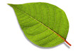 Leinwandbild Motiv isolated leaf