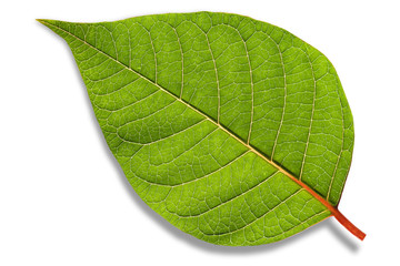 isolated leaf