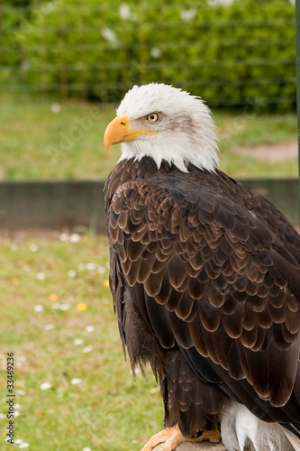 Obraz na płótnie canvas dwuczęściowy "dyptyk" Bliska portret łysy eaglehaliaeetus leucocephalus