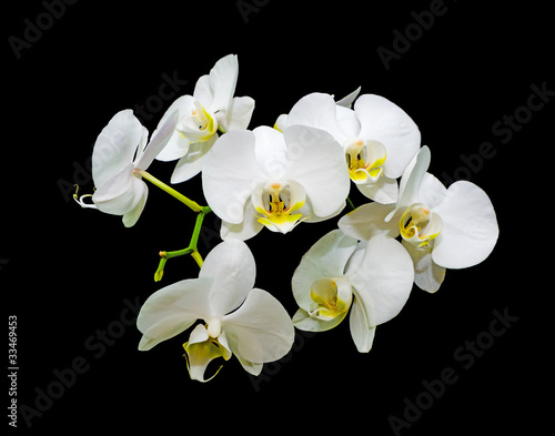 Tapeta ścienna Kwiaty białe orchidee na czarnym tle