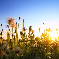 Wall Mural - Dandelion flowers with flying seeds on sunset sky background