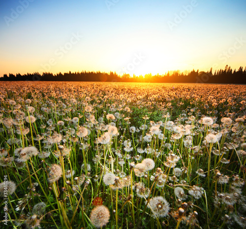 Naklejka na meble Flowers