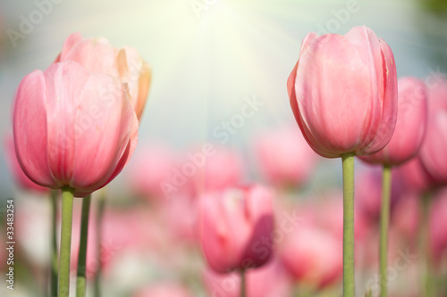 Naklejki tulipany kwitnacy-tulips