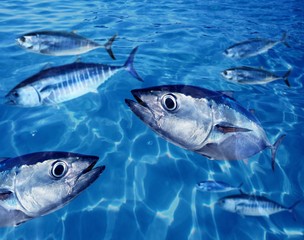 Bluefin tuna Thunnus thynnus fish school underwater