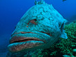 Giant Cod at Great Barrier Reef Australia