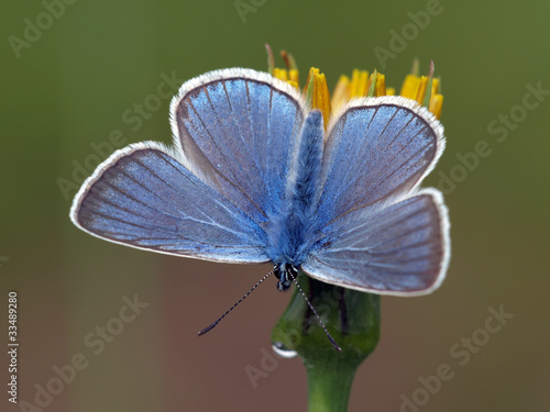 Tapeta ścienna Błękitny motyl