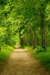 Wall Mural - Beautiful path in forest