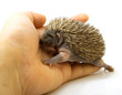 small hedgehog