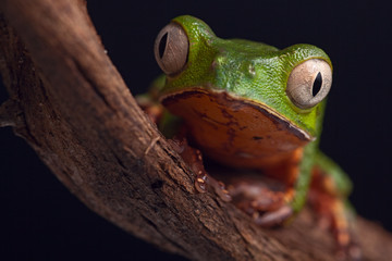 Wall Mural - frog with big eyes