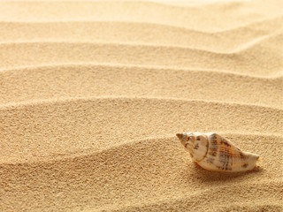 Canvas Print - sea shells with sand as background