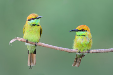 green bee eater