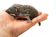 Hedgehog on hand