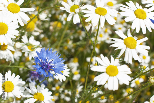 Board z aluminiowym obramowaniem Kornblume (centaurea cyanus)