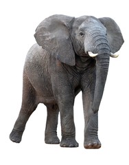 Wall Mural - african elephant - isolated