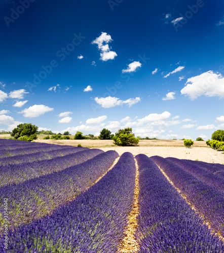 provence-france-lawenda-pole-lawendy-w-prowansji-francja