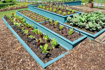 Wall Mural - vegetable garden