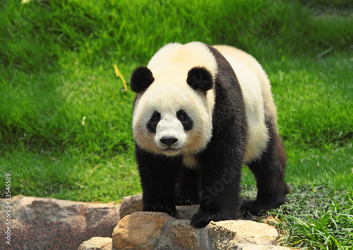 Obraz na płótnie canvas czteroczęściowy "tetraptyk" Panda