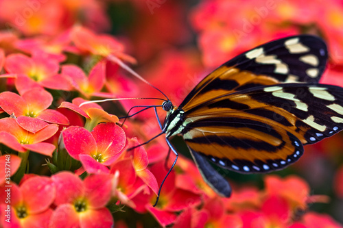 Tapeta ścienna Passionsfalter (heliconius ismeni)