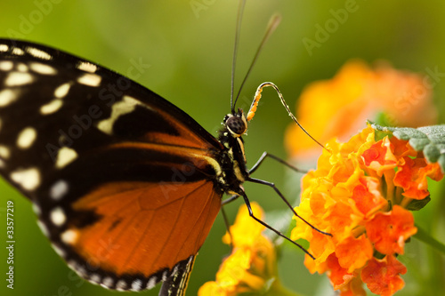 Tapeta ścienna Passionsfalter (heliconius ismeni)