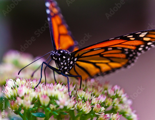 Tapeta ścienna Monarchfalter (danaus plexippus)