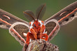 Cecropia Moth Portrait