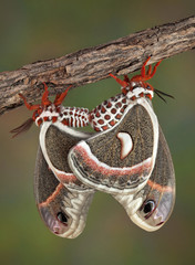 Canvas Print - Mating Cecropia moths