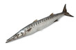 Whole single fresh Barracuda fish