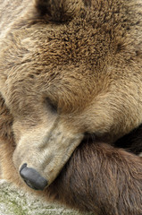 male brown bear