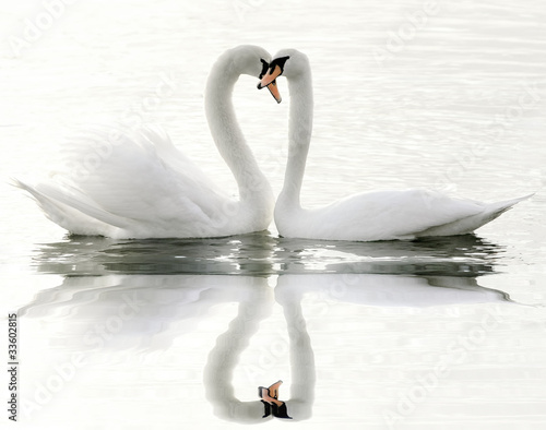 Naklejka - mata magnetyczna na lodówkę Swans on a lake