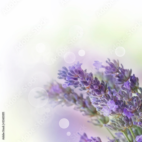 Naklejka - mata magnetyczna na lodówkę Fresh lavender