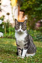 Cute Cat In The Garden