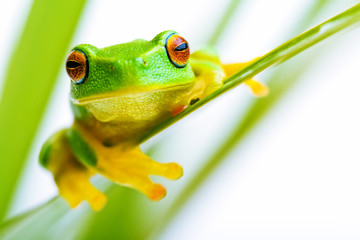 Small green tree frog holding on the palm tree